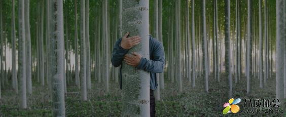 Wood-from-the-Trees-retouch-wider.jpg